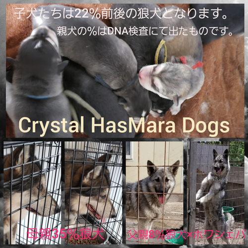 狼犬baby誕生しました 犬の販売 3047