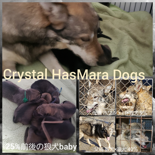 狼犬baby産まれました。 犬の販売 3050
