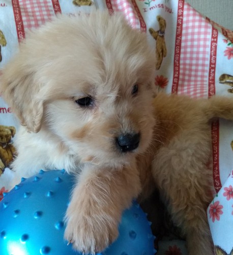 ♪ゴールデンドゥードルの可愛い仔犬♪♪ 犬の販売 3064