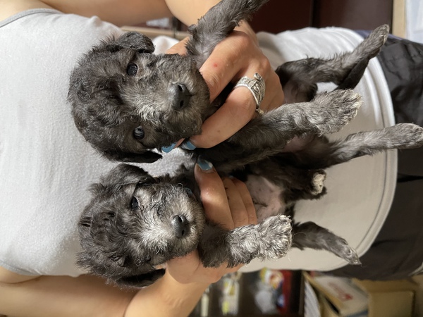 ありがとうございました 犬の販売 3074