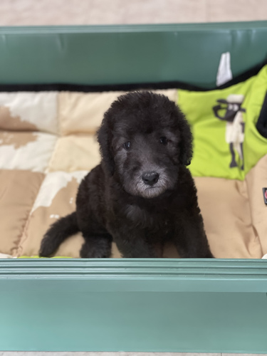 沢山のお問合せありがとうございました。 犬の販売 3077