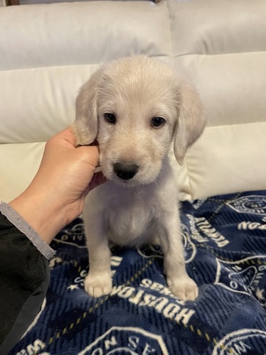 ラブラドゥードゥルのホワイト男の子 犬の販売 3081