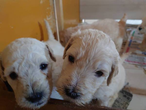 ゴールデンドゥードル 可愛い仔犬 犬の販売 3090