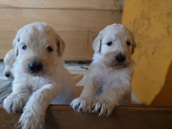 ゴールデンドゥードル 可愛い仔犬 犬の販売 3091