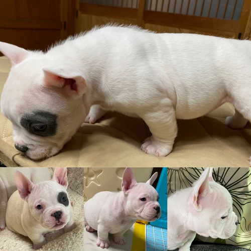 優良血統のエキゾチックブリーの子犬達 残りオス1匹 犬の販売 3100