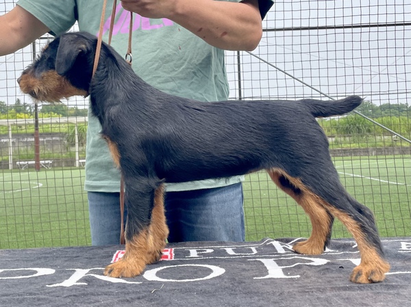 希少犬ジャーマンハンティングテリア 犬の販売 3105