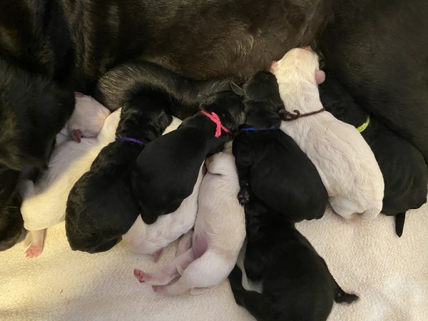ラブラドゥードゥル産まれました。 犬の販売 3109