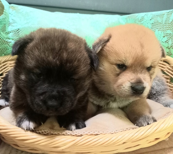 件名なし 子犬販売の情報 犬の販売 3111