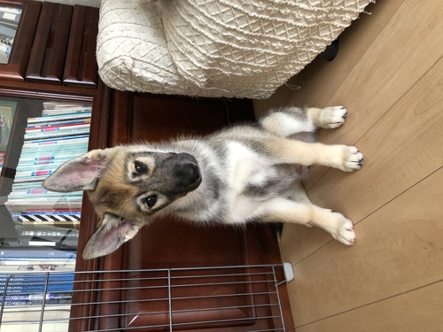 ガーべリアンシェプスキー(ハスキー×シェパード) 犬の販売 3124