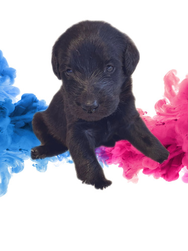 ブラック 犬の販売 3126
