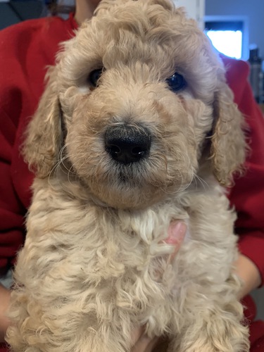 ゴールデンドゥードル 犬の販売 3127