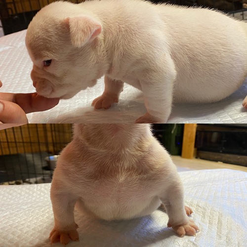 エキゾチックブリー優良血統 犬の販売 3132