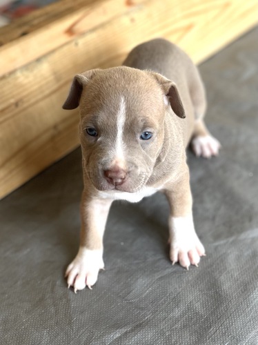 アメリカンピットブルテリア 犬の販売 3138