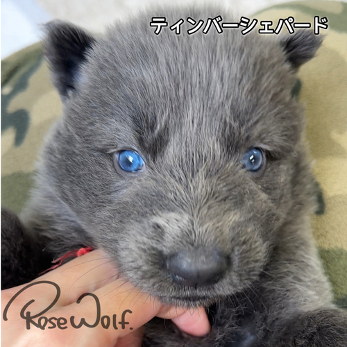 ノーブルシェパード 犬の販売 3144