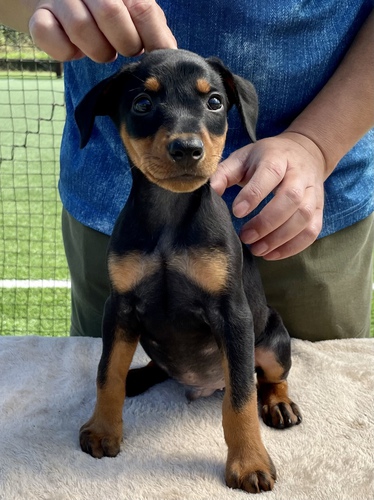 希少犬種のジャーマン・ピンシャーです 犬の販売 3145