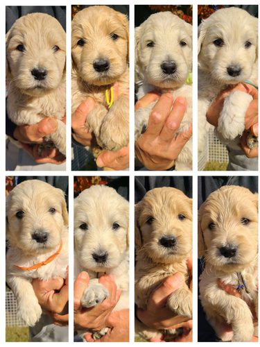 ゴールデンドゥードル 可愛い仔犬 犬の販売 3146