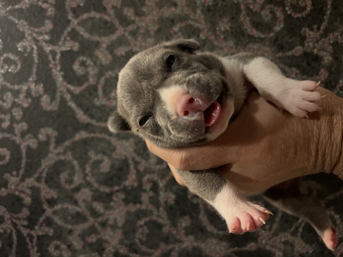 その他 犬の販売・譲渡 3158 血統抜群アメリカンブリー