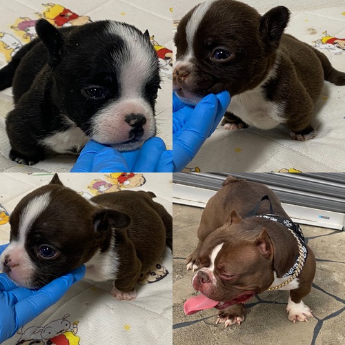 その他 犬の販売・譲渡 3163 外産直子、優良血統のエキゾチックブリー!