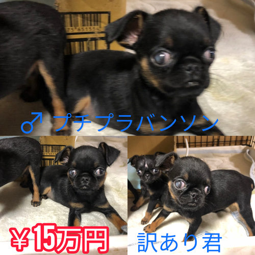 その他 犬の販売・譲渡 3167 プチブラバンソン訳あり君