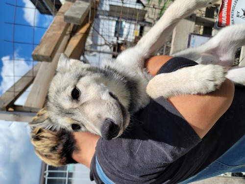 その他 犬の販売・譲渡 3169 狼犬!!輸入犬の子犬産まれました!