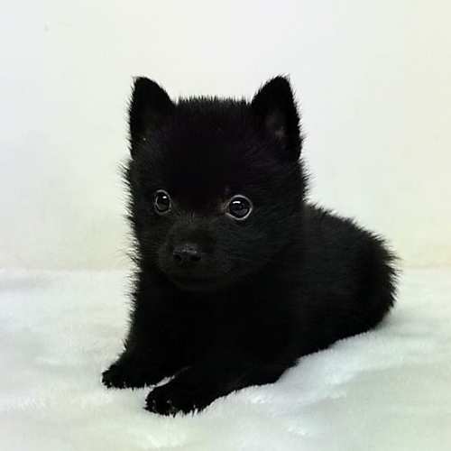 その他 犬の販売・譲渡 3174 スキッパーキの子犬