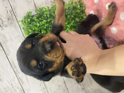 その他 犬の販売・譲渡 3177 ロットワイラーMIX