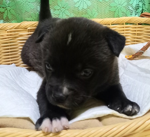 その他 犬の販売・譲渡 3179 アメリカンブリー。