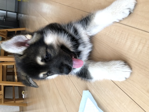 その他 犬の販売・譲渡 3181 ガーべリアンシェプスキー(ハスキー×シェパード)
