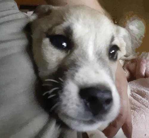 その他 犬の販売・譲渡 3184 ハスキーMIX