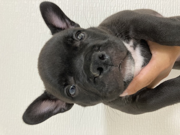 エキゾチックブリー 犬の販売 3186