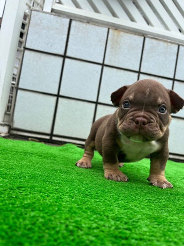 その他 犬の販売・譲渡 3188 エキゾチックブリー☆☆