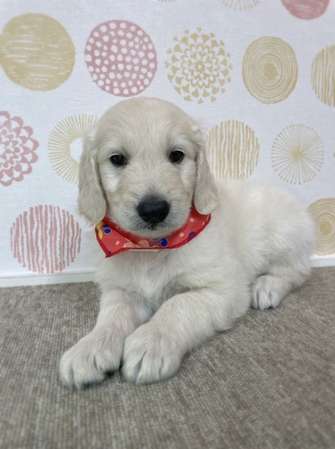 その他 犬の販売・譲渡 3189 ドゥードゥルご家族募集中です