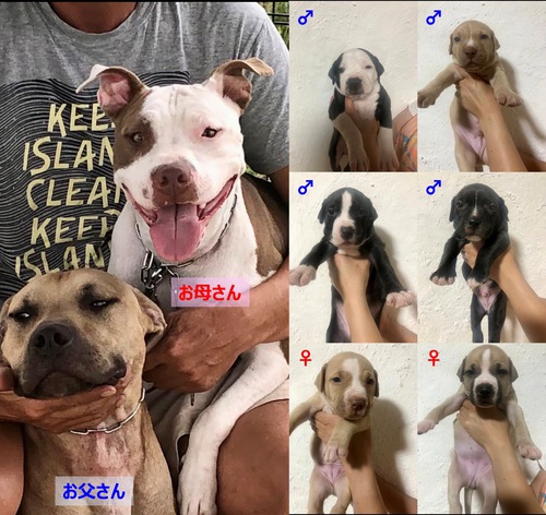 その他 犬の販売・譲渡 3201 (完売しました)展示会系ピットブルの仔犬です!