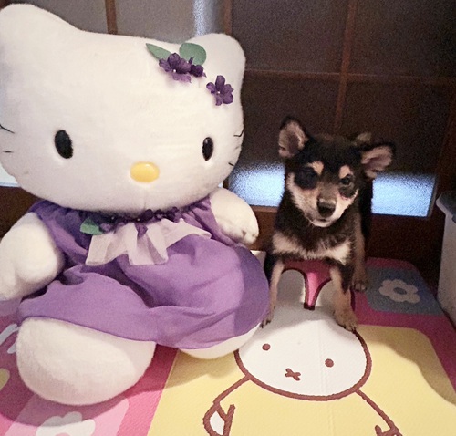 その他 犬の販売・譲渡 3203 小さくて可愛い黒柴ちゃんです