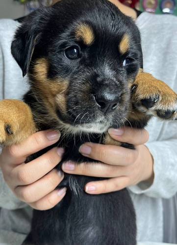 その他 犬の販売・譲渡 3250 可愛い大型犬種の女のコ