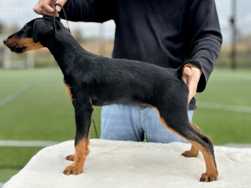 その他 犬の販売・譲渡 3257 希少犬ジャーマンハンティングテリア