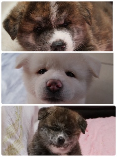 その他 犬の販売・譲渡 3260 きれいな顔立ちです。