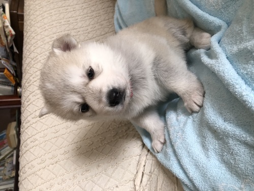 その他 犬の販売・譲渡 3262 ホワイトシェパード ハスキー(シェプスキー)