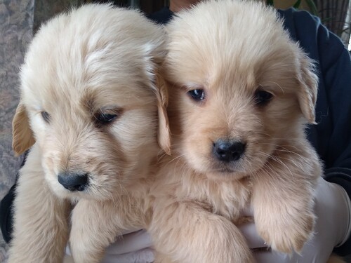 その他 犬の販売・譲渡 3264 ドゥードルの可愛い仔犬♪