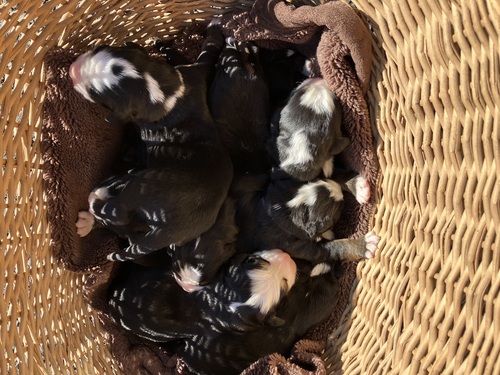 その他 犬の販売・譲渡 3266 ユーロバーニーズ