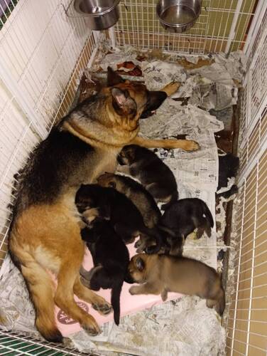 その他 犬の販売・譲渡 3267 ウルフドッグの赤ちゃん産まれてます!