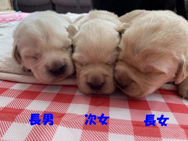 希少!小ぶりなF1レトリバー(ゴルダドール)の子犬 犬の販売 3270