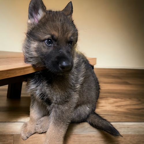 その他 犬の販売・譲渡 3271 ウルフドック