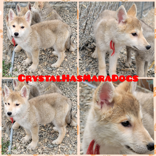 その他 犬の販売・譲渡 3272 ロシア輸入犬の狼犬