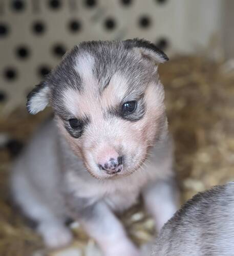 その他 犬の販売・譲渡 3276 最強のハスキー (アラスカン)