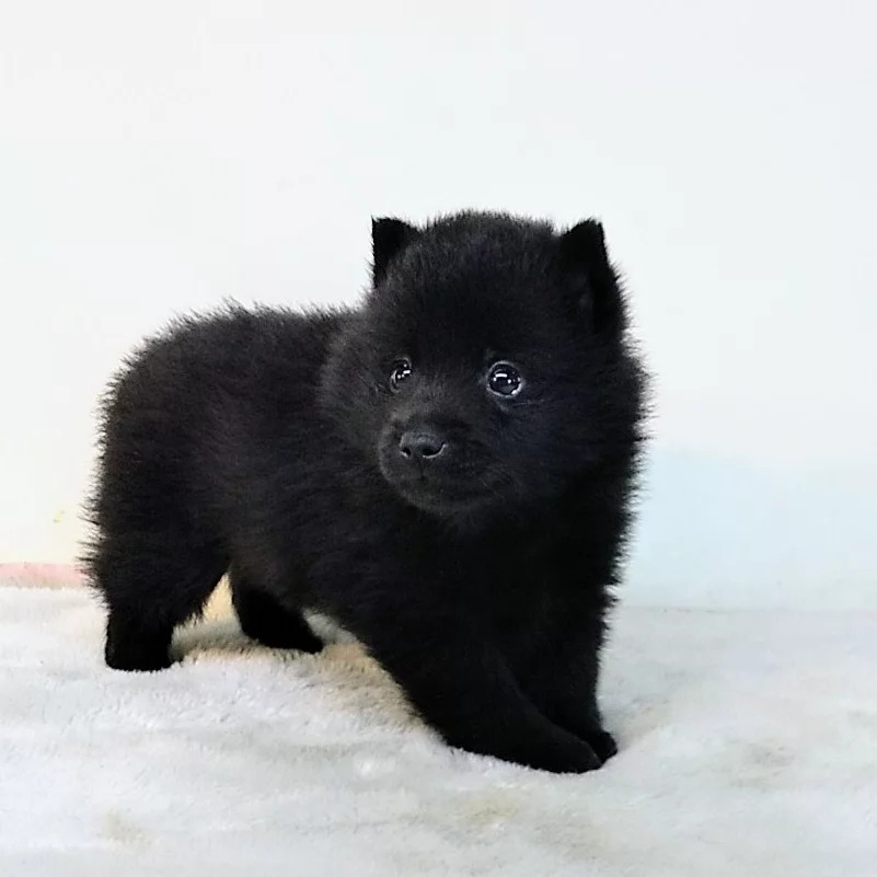 スキッパーキの子犬 犬の販売 3283