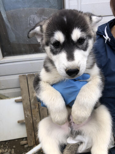 その他 犬の販売・譲渡 3299 シェプスキー(Sハスキー×Gシェパード)