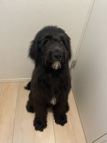 その他 犬の販売・譲渡 3306 ゴールデンドゥードゥルF1bの男の子