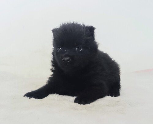 その他 犬の販売・譲渡 3309 スキッパーキの子犬