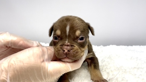 その他 犬の販売・譲渡 3312 両親外産のエキゾチックブリー